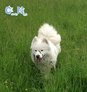 Liouns blanco lexie Of Can De Nèou