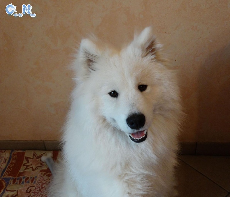 Liouns blanco lucky Of Can De Nèou