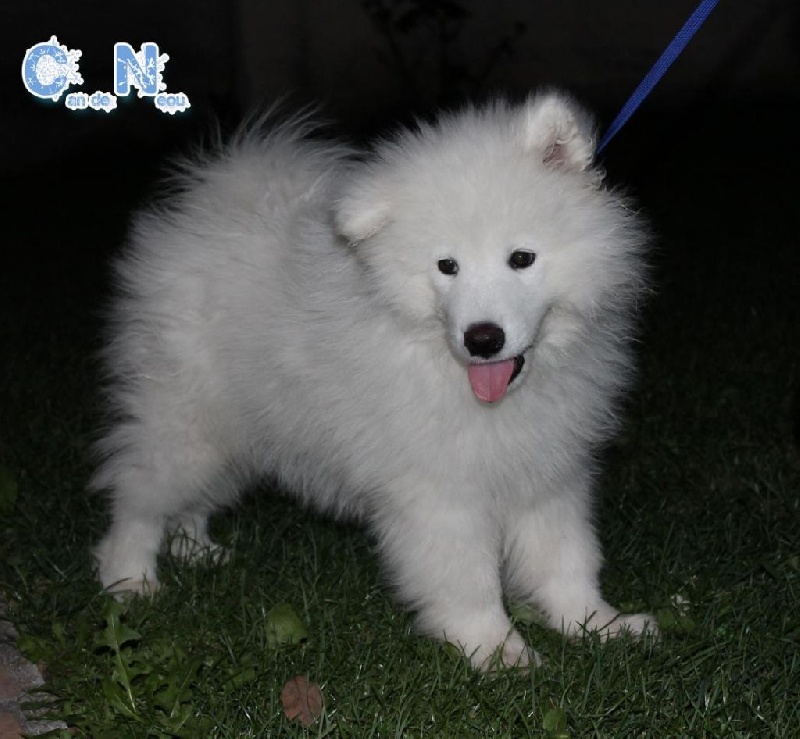 Ivèrnaio ice miko Of Can De Nèou