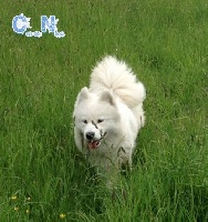 Liouns Blanco Lexie of Can de Nèou