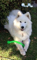 Liouns Blanco Lady Khaleesi of Can de Nèou